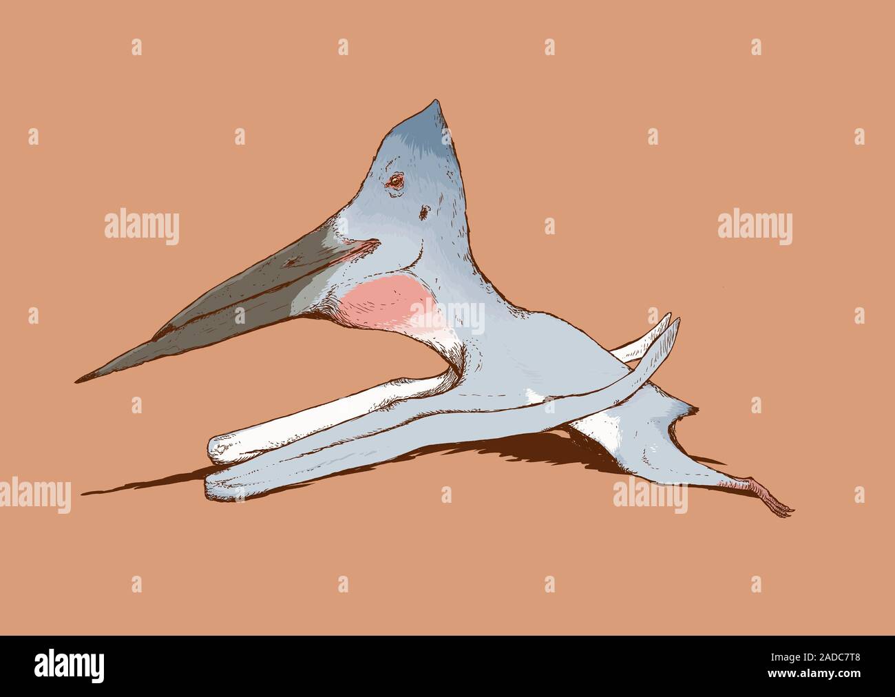 Pterosaur flying reptile skimming, illustration. Pterosaurs existed ...