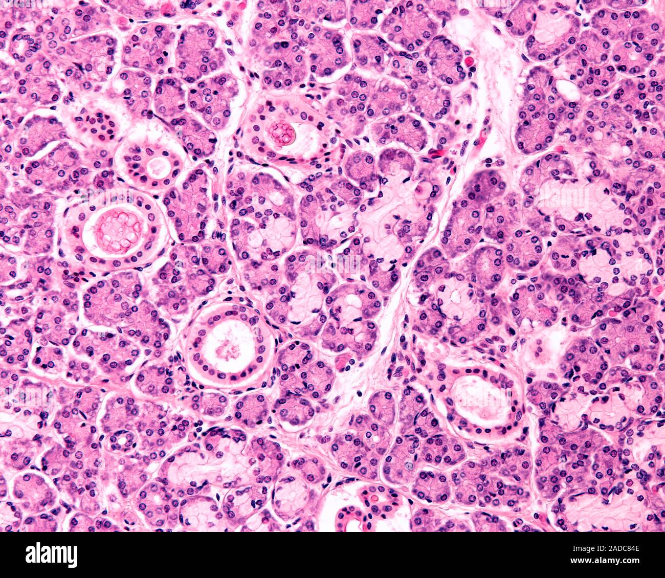 Submandibular gland parenchyma, light micrograph. The submandibular (or