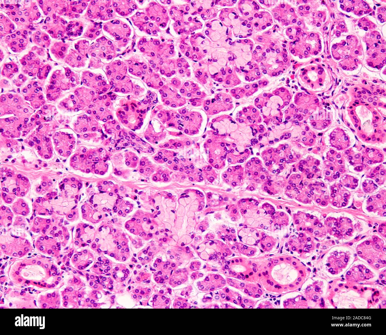 Submandibular gland parenchyma, light micrograph. The submandibular