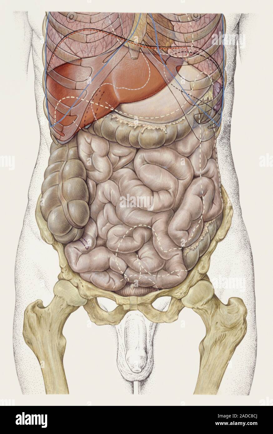 Common bile duct, illustration Stock Photo - Alamy