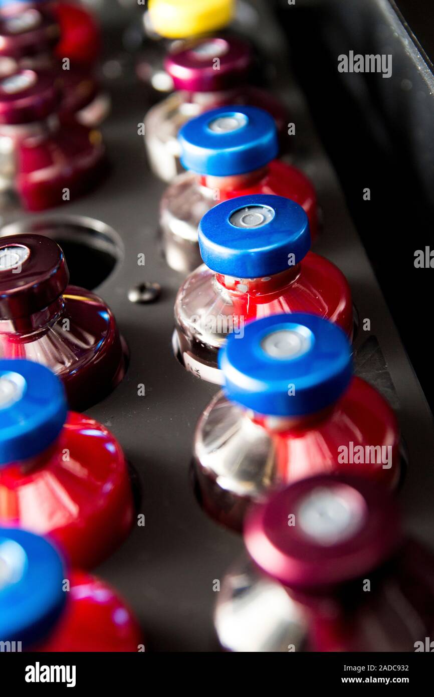 Blood culture bottles being analysed. Tray of standard blood culture ...