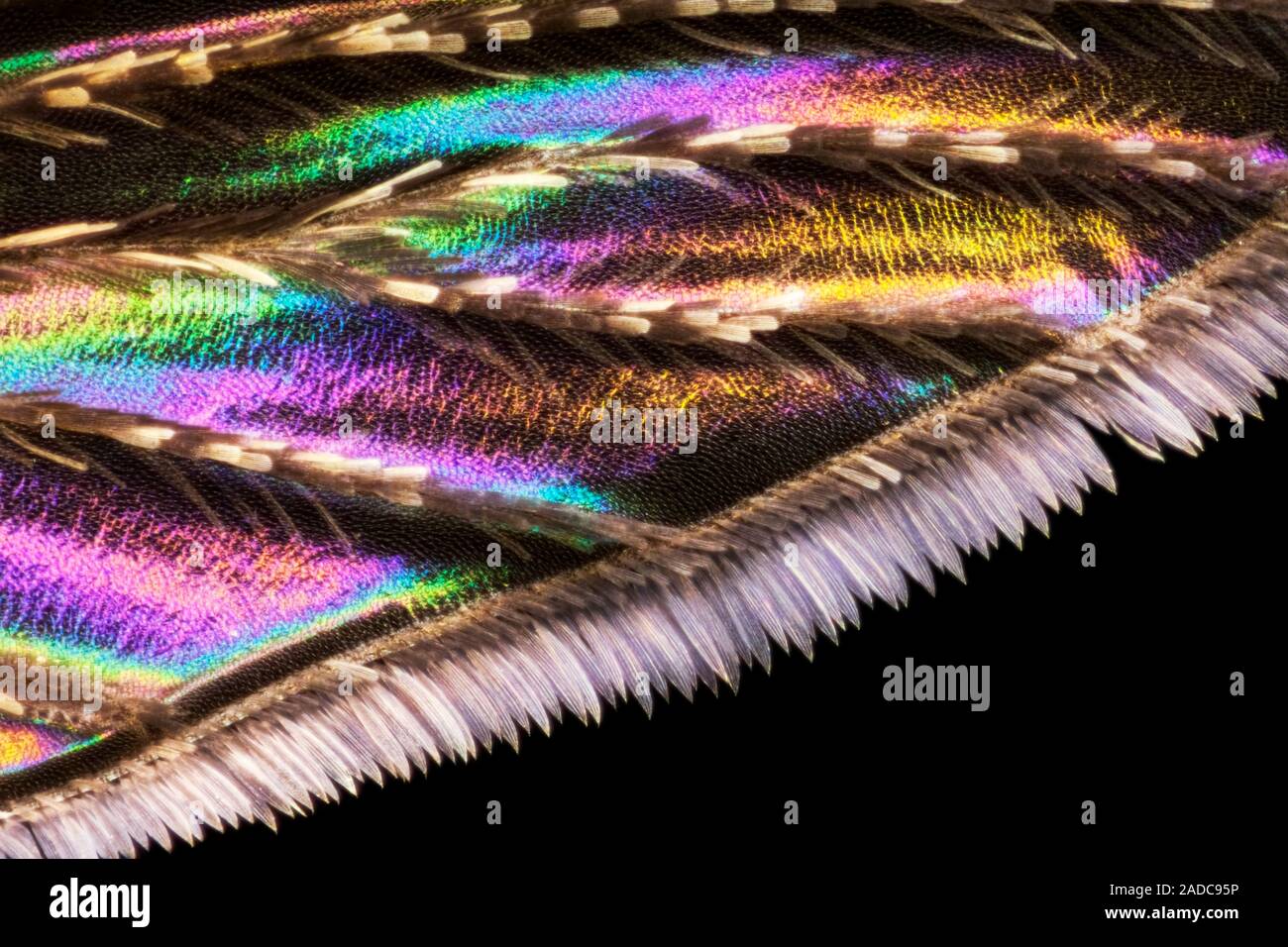 Mosquito wing. Macrophotograph of the wing of a mosquito, with iridescence visible. Iridescence