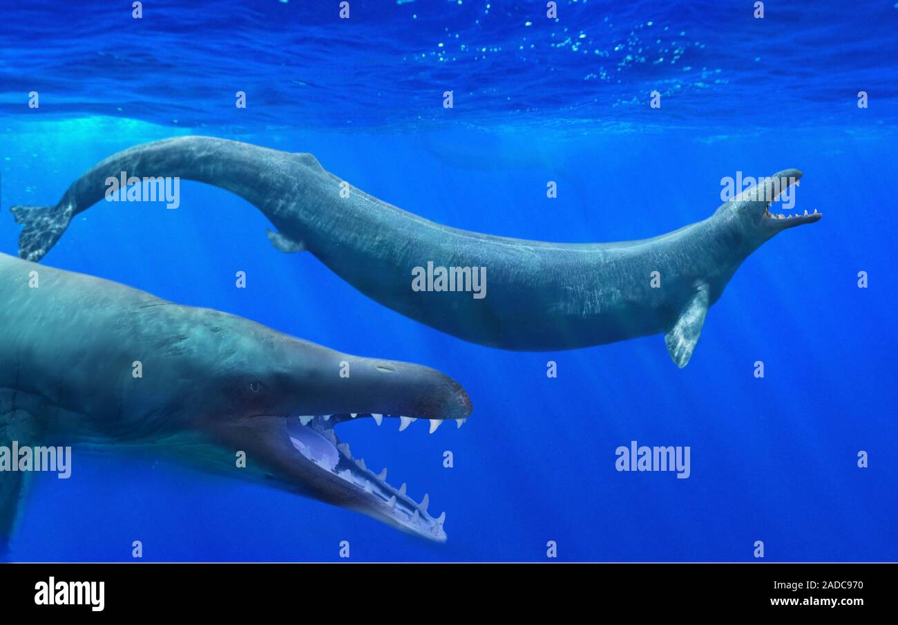 Basilosaurus. Illustration and photoreconstruction of two
