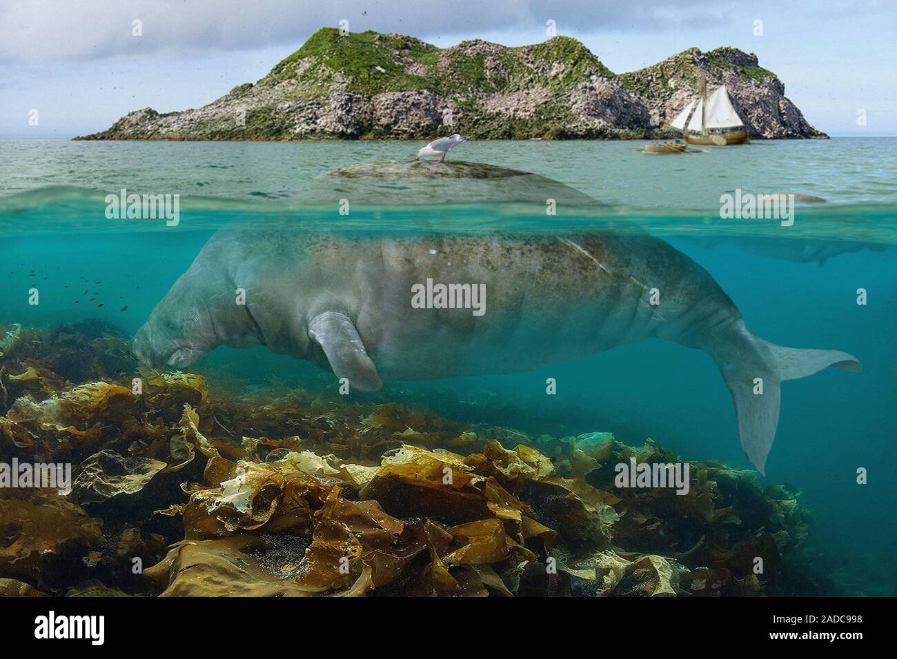 Steller's sea cow (Hydrodamalis gigas). Illustration and photo ...