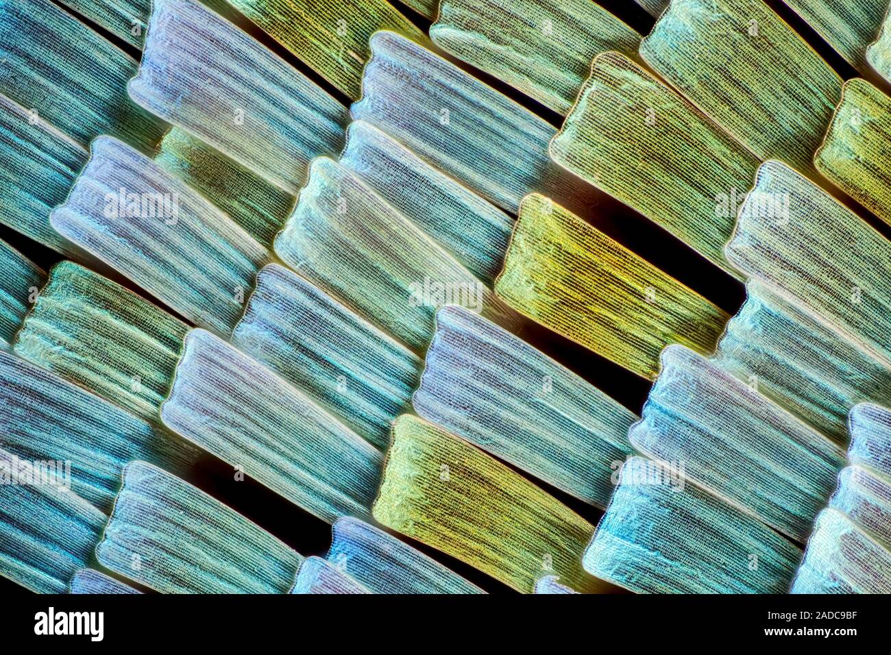 Butterfly wing scales. Light micrograph of scales on the wing of a ...