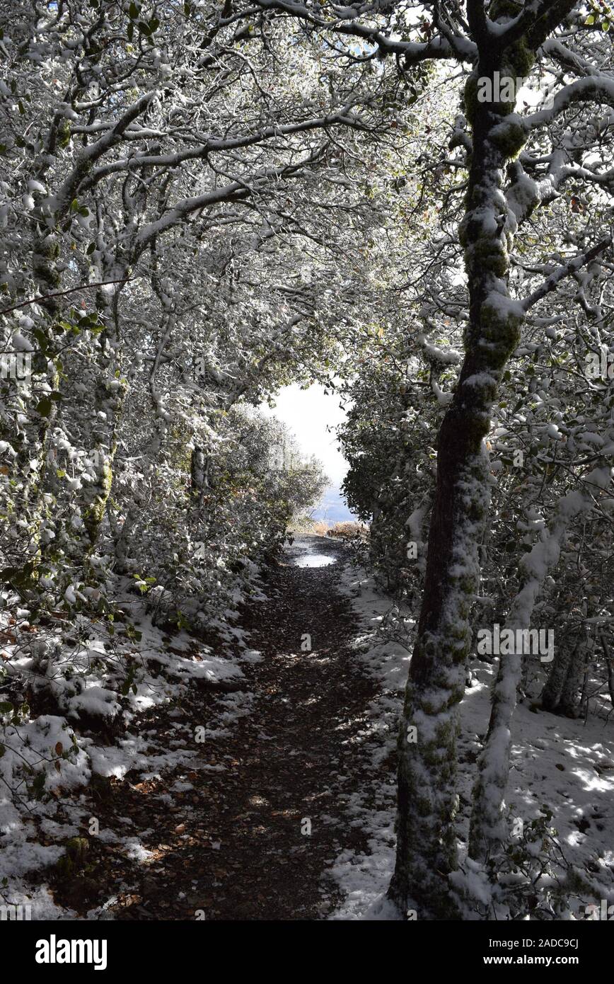 Snow on the trail at Mount Diablo State Park, Contra Costa County, California, USA Stock Photo