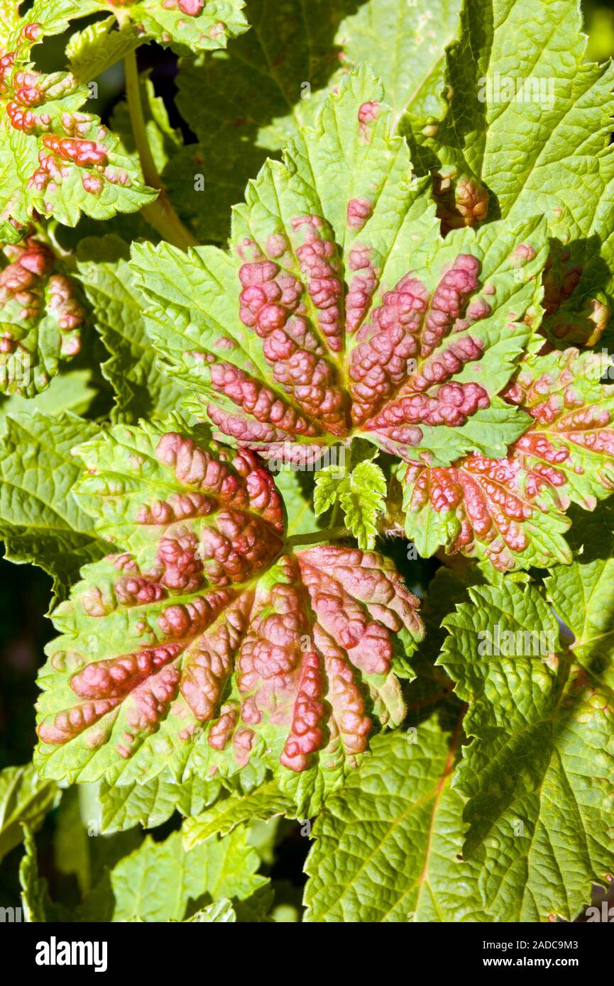 Leaves of a redcurrant bush (Ribes rubrum) showing blister galls. The picture shows the upper surface of leaves which are host to the redcurrant blist Stock Photo