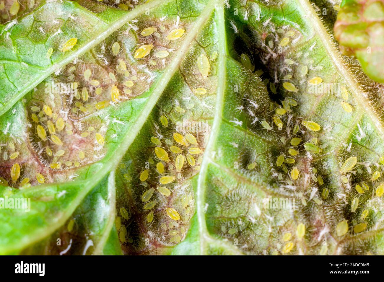 Galled redcurrant (Ribes rubrum) leaf. The underside of a redcurrant leaf that has been colonised by the redcurrant blister aphid (Cryptomyzis ribis). Stock Photo