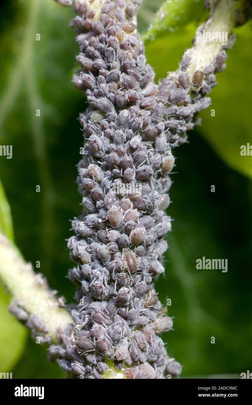 A shoot of common ivy (Hedera helix) infested with ivy aphids (Aphis hederae). The picture shows the extending tip of a shoot that was growing against Stock Photo
