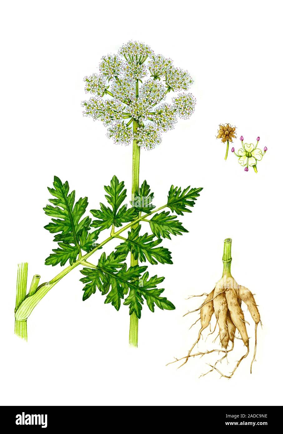 Hemlock water dropwort (Oenathe crocata), illustration Stock Photo - Alamy