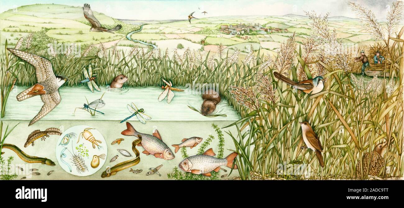 Reed bed habitat. Panoramic illustration showing the diverse creatures