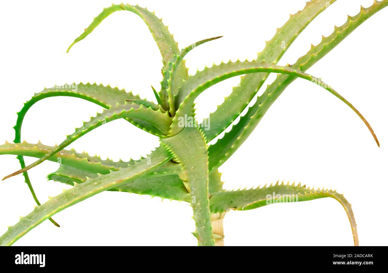 Aloe plant isolated on white background Stock Photo - Alamy