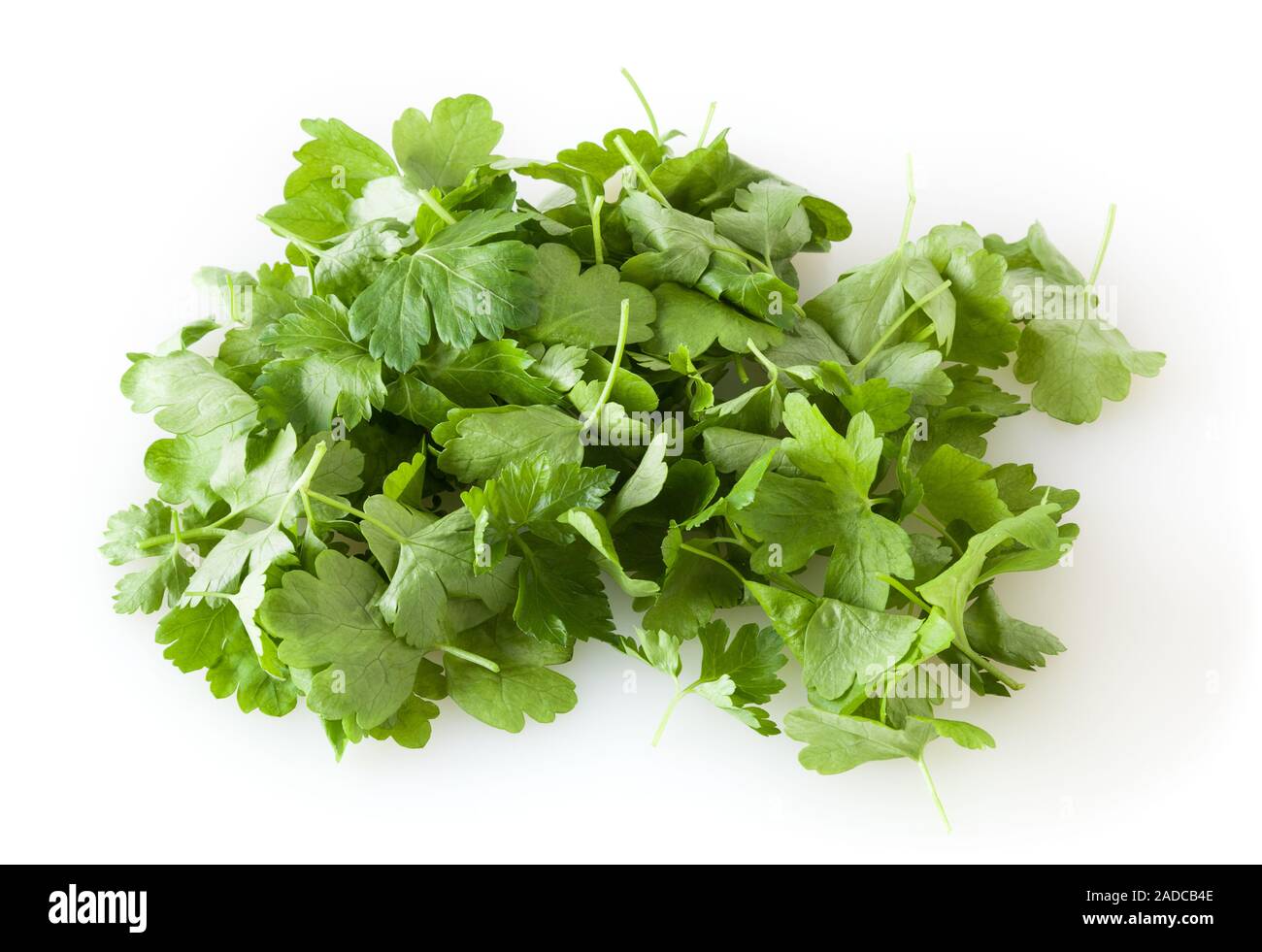 Fresh parsley leaves isolated on white background Stock Photo - Alamy