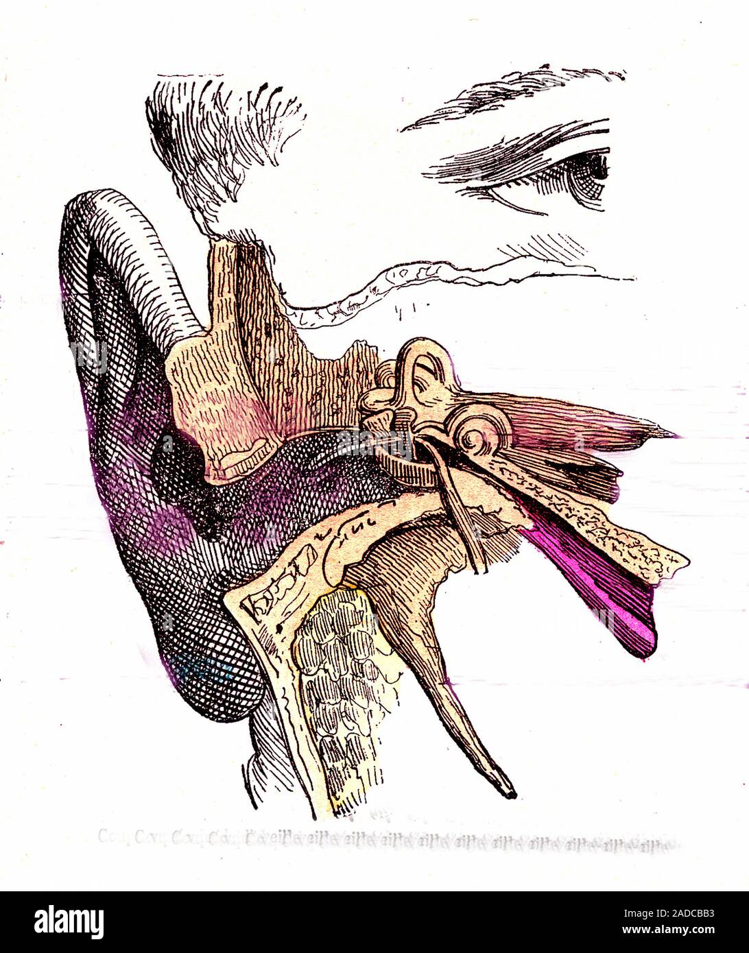 Human auditory system. 1881 anatomical illustration showing the ...