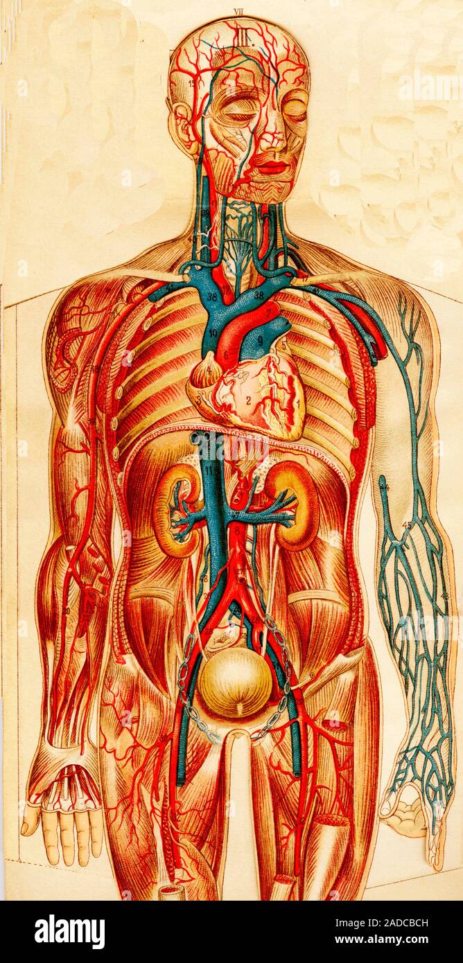 Human circulatory system. 1881 illustration showing the major arteries ...