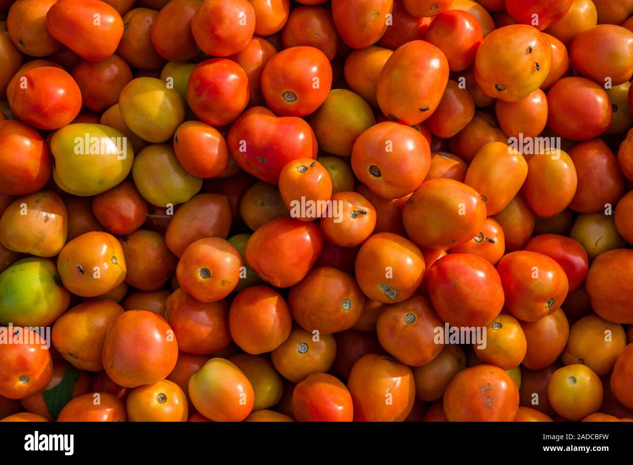 Tomatoes for sale at the weekly vegetable market Stock Photo - Alamy