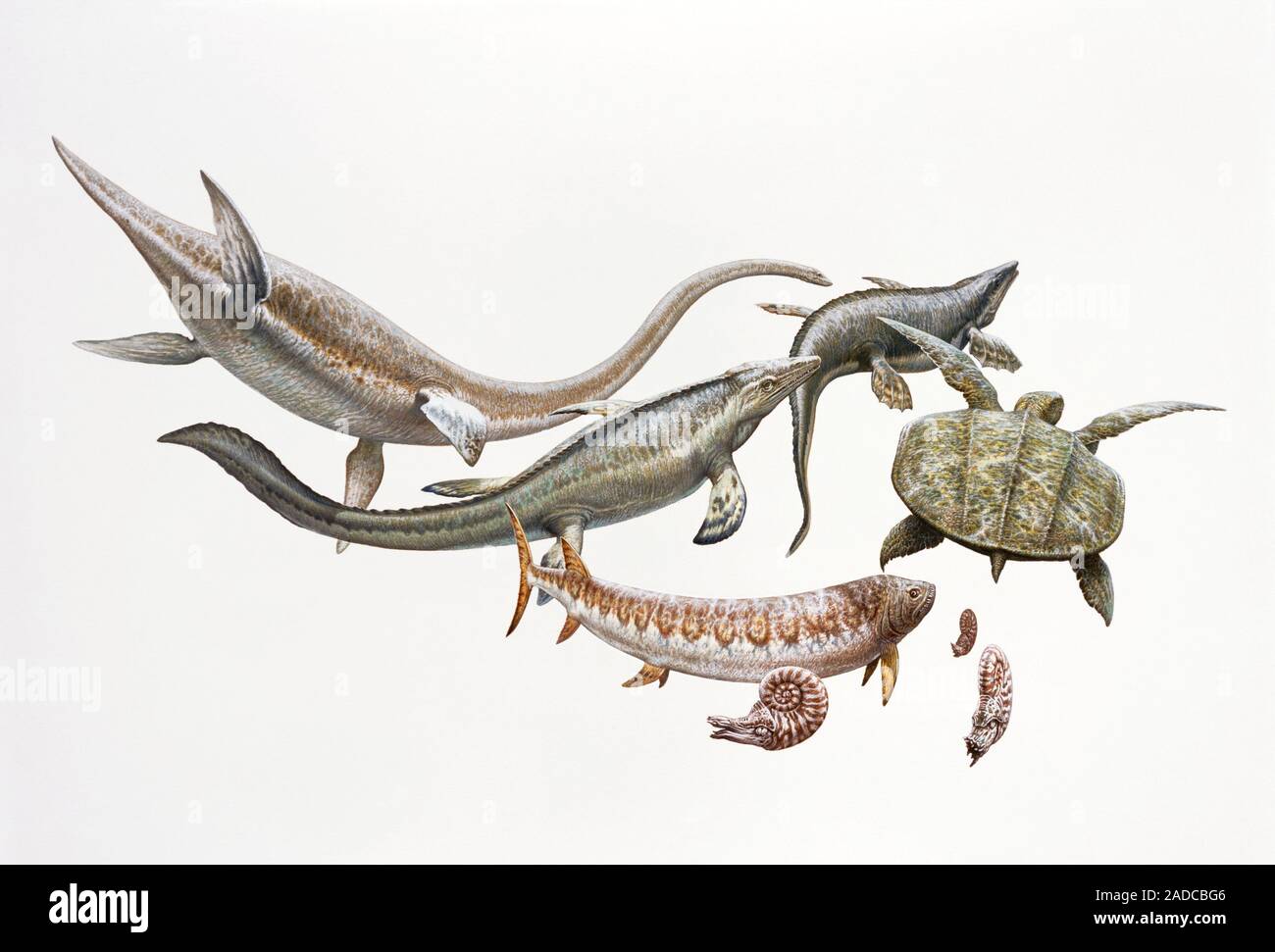 Cretaceous Marine Life Computer Illustration Showing Various Marine how-long-ago-was-august-18-2025-ophelia-donovan