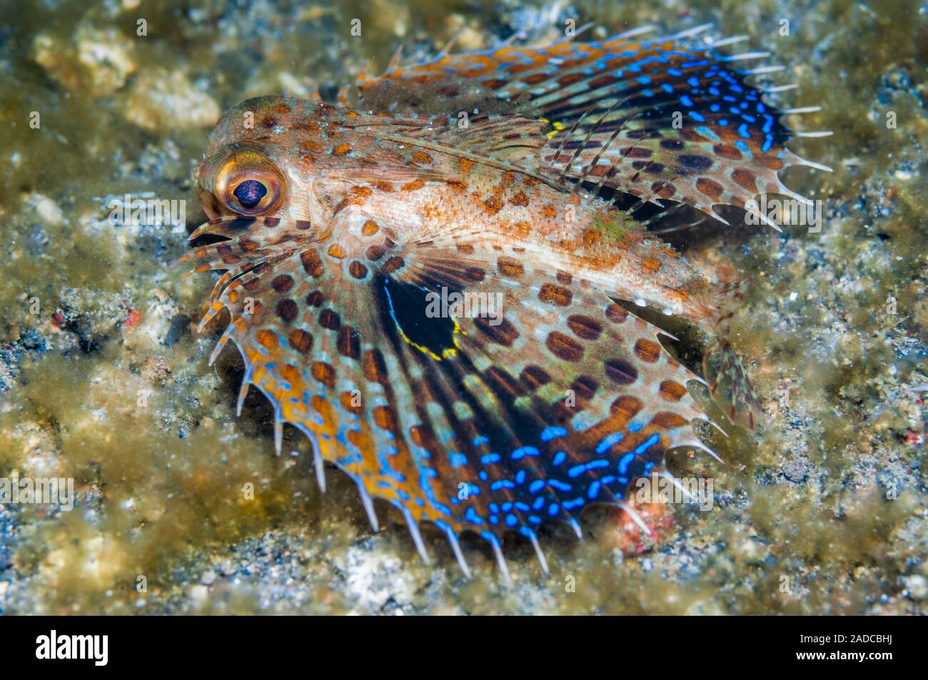 Oriental flying gurnard (Dactyloptena orientalis) on a reef. Flying gurnards have long spiny fins with blue phosphorescent tips (seen here), which the Stock Photo