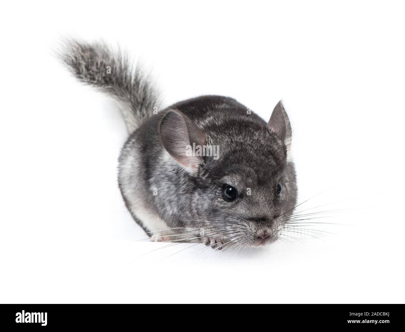 Young chinchilla isolated on white background Stock Photo Alamy