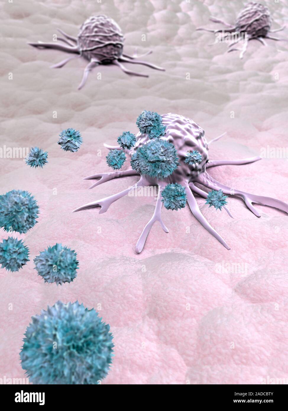 Illustration of natural killer (NK) cells (blue) attacking a malignant ...