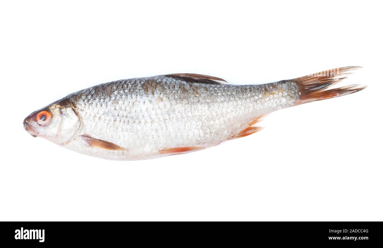 Roach river fish isolated on white background Stock Photo