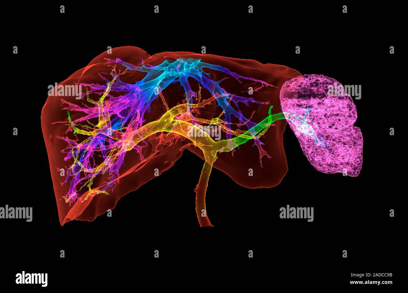 Liver and spleen and blood vessels, 3D coloured computed tomography (CT