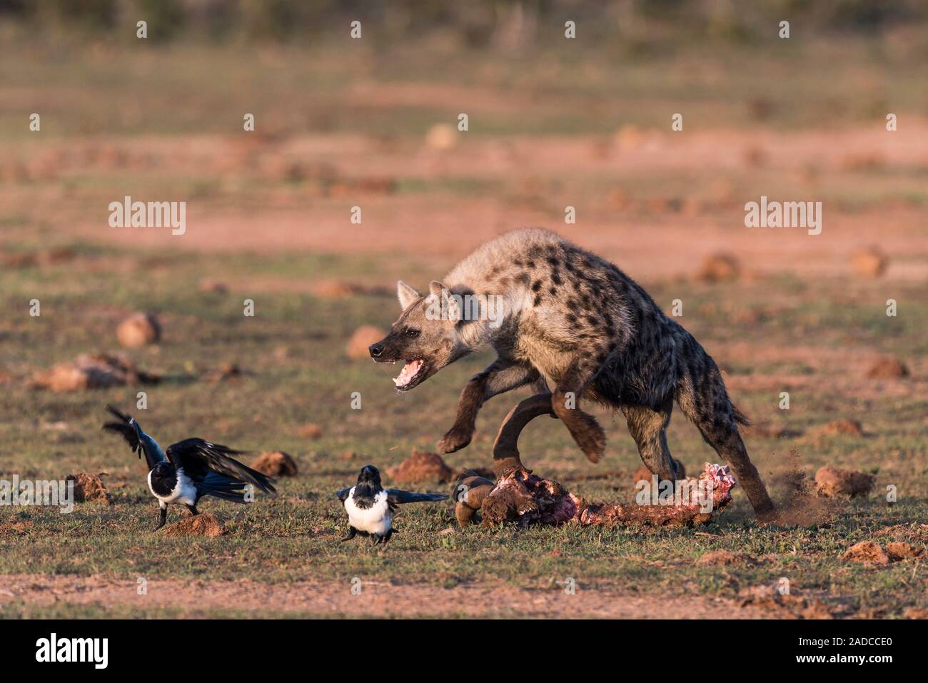Spotted hyena (Crocuta crocuta) chasing pied crows (Corvus albus