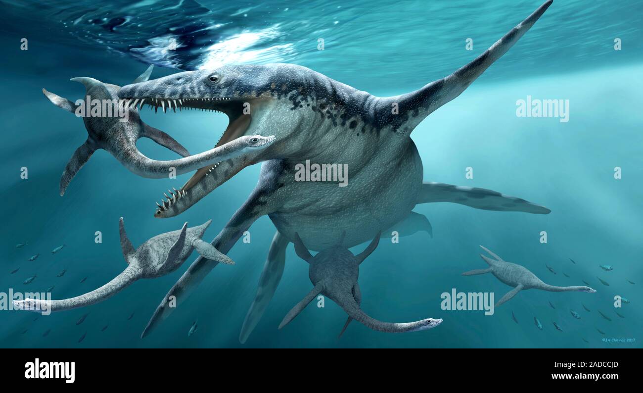 Liopleurodon extinct marine reptile. Illustration of a liopleurodon