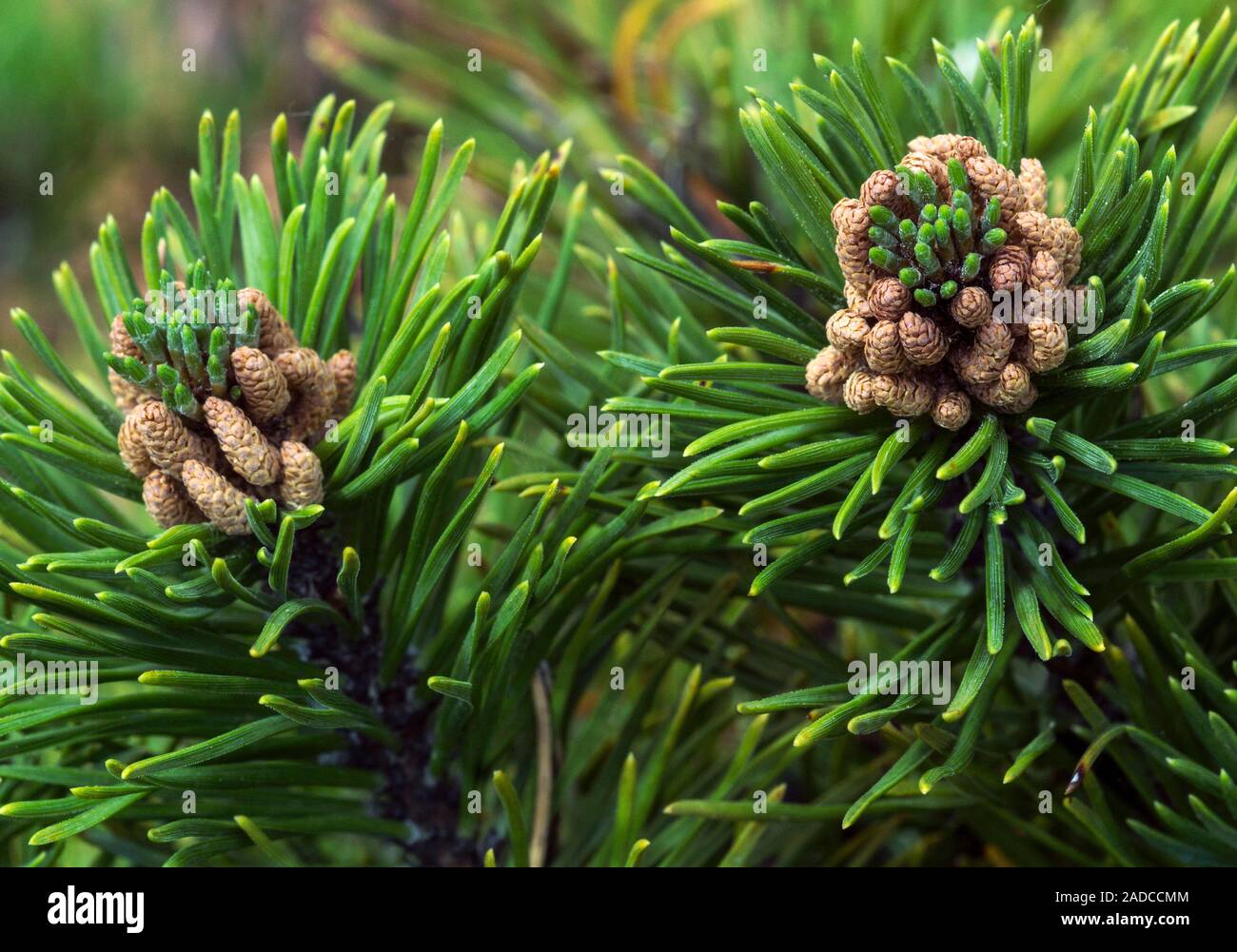 Dwarf mountain pine tree (Pinus mugo 'Corley's Mat') female flowers. Photographed in South-West france. Stock Photo