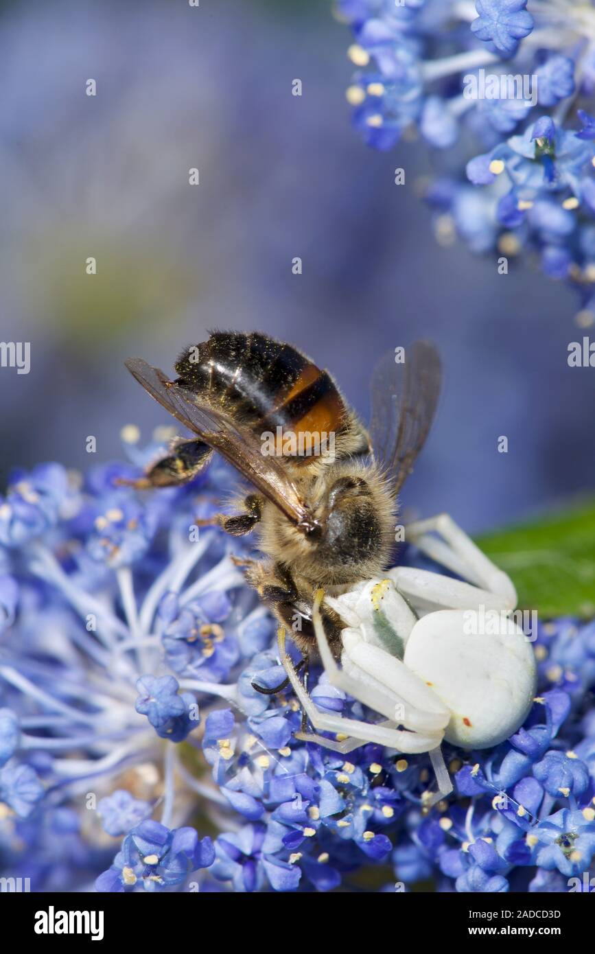 Crab spider (Misumena vatia) feeding on a honey bee (Apis mellifera