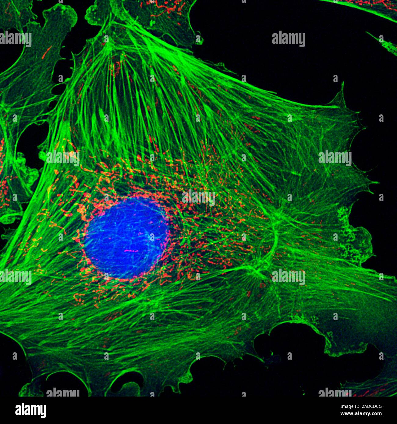 Artery cell, fluorescence deconvolution micrograph. Fluorescent dyes