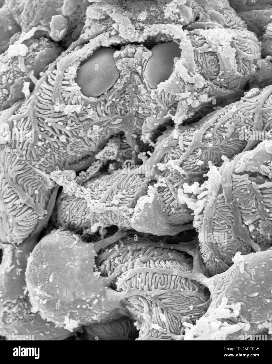 Kidney glomerulus (podocytes and capillaries of the renal corpuscle ...