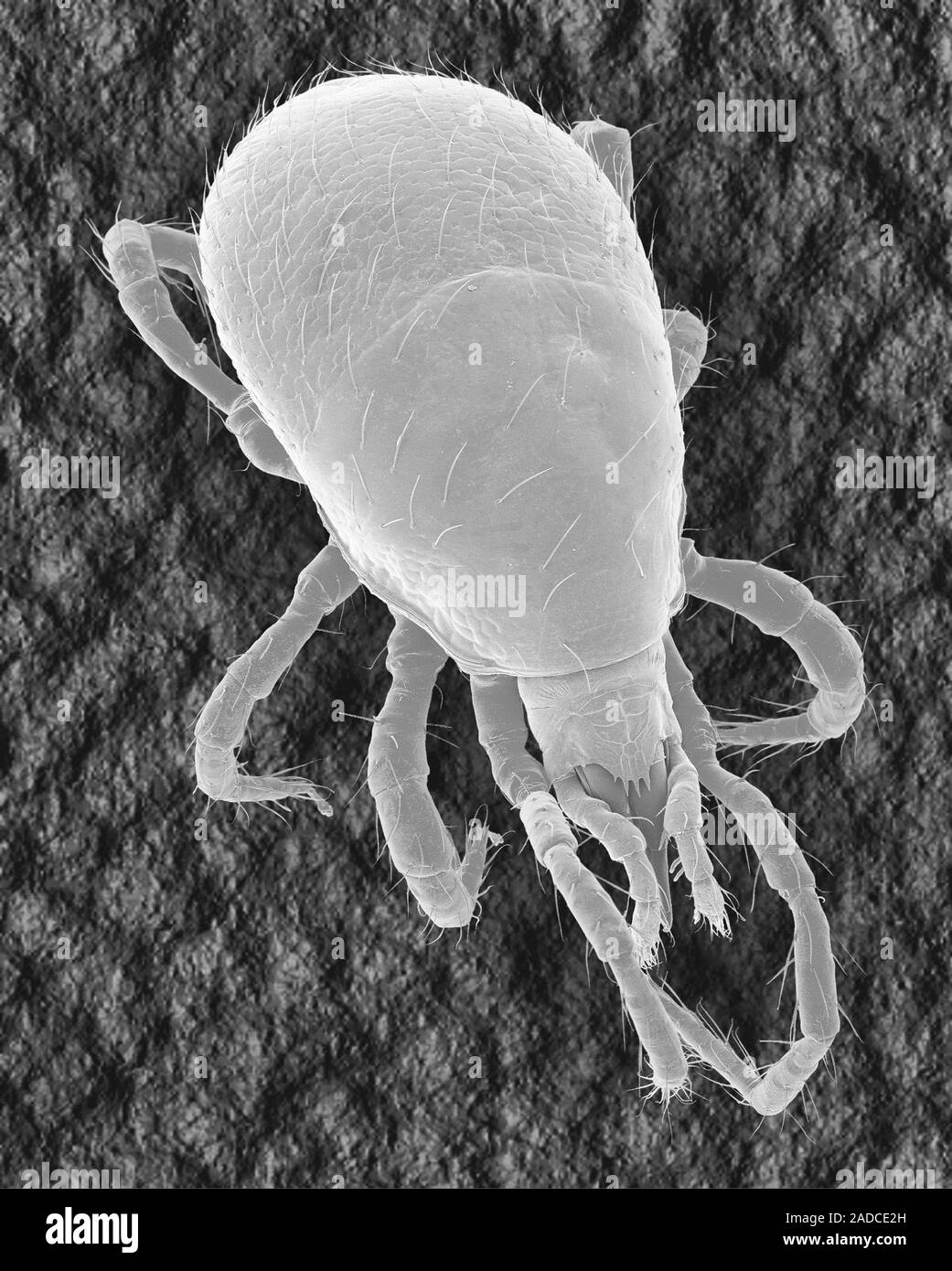 Scanning electron micrograph (SEM) of Soil mite (Order Acari, Group Acariformes, Suborder Oribatida, Superfamily/Family Oribatidae). Unknown genus. So Stock Photo