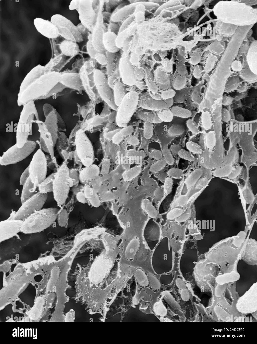 Scanning electron micrograph (SEM) of Biofilm on a stainless steel