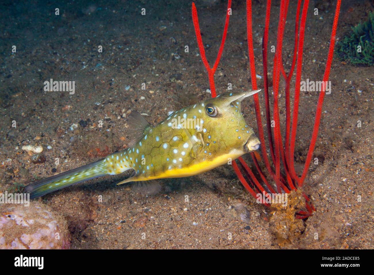The longhorn cowfish, Lactoria cornuta, is also known as the horned boxfish. It is a species of boxfish from the family Ostraciidae, recognizable by t Stock Photo