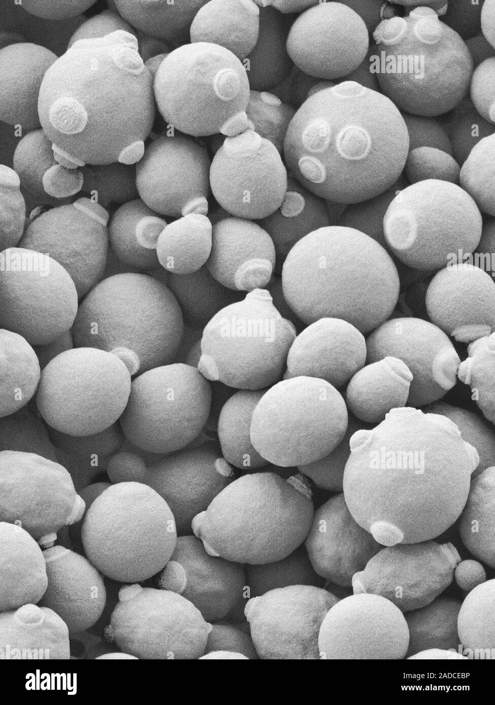 Scanning Electron Micrograph Sem Of Candida Albicans Yeast Stage C Albicans Is A Yeast 