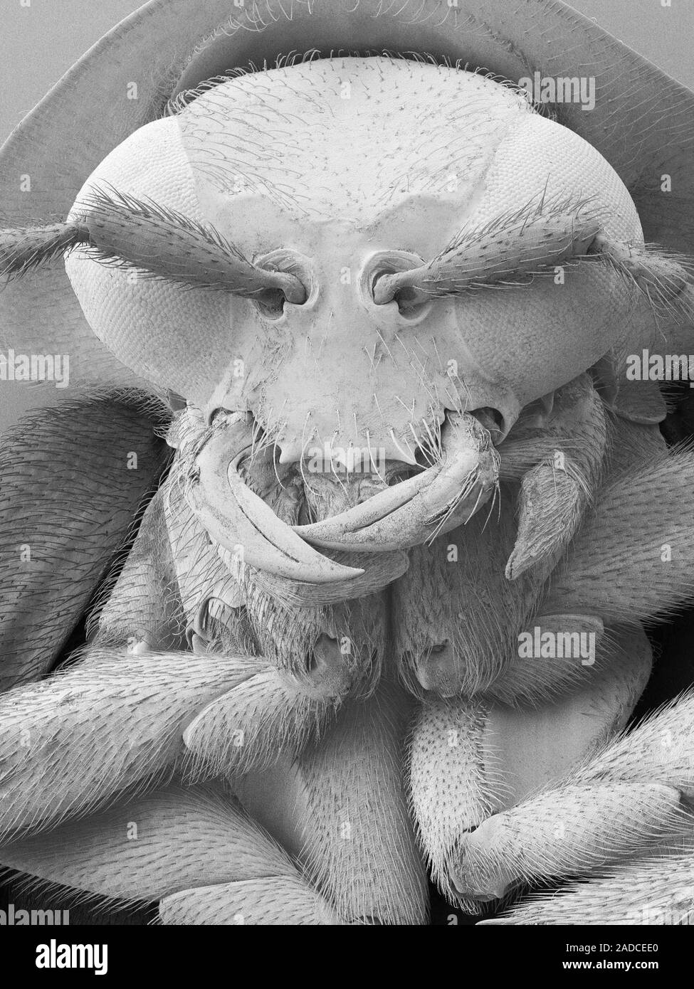 Scanning Electron Micrograph Sem Of Predator Firefly Photuris Sp