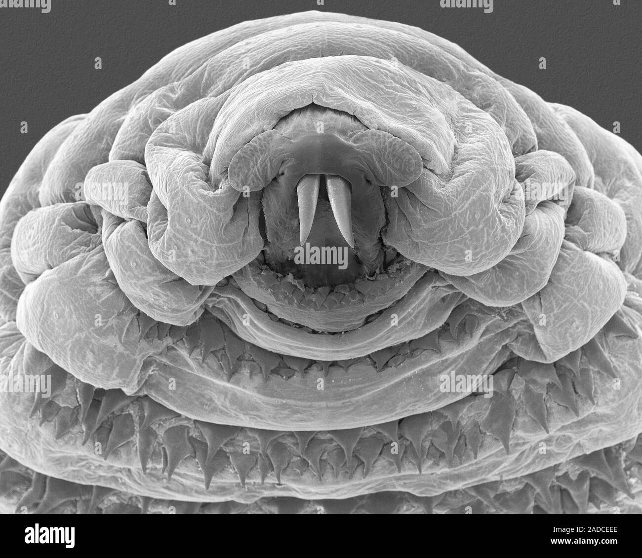 Scanning electron micrograph (SEM) of Bot fly larva (Oestrus ovis ...