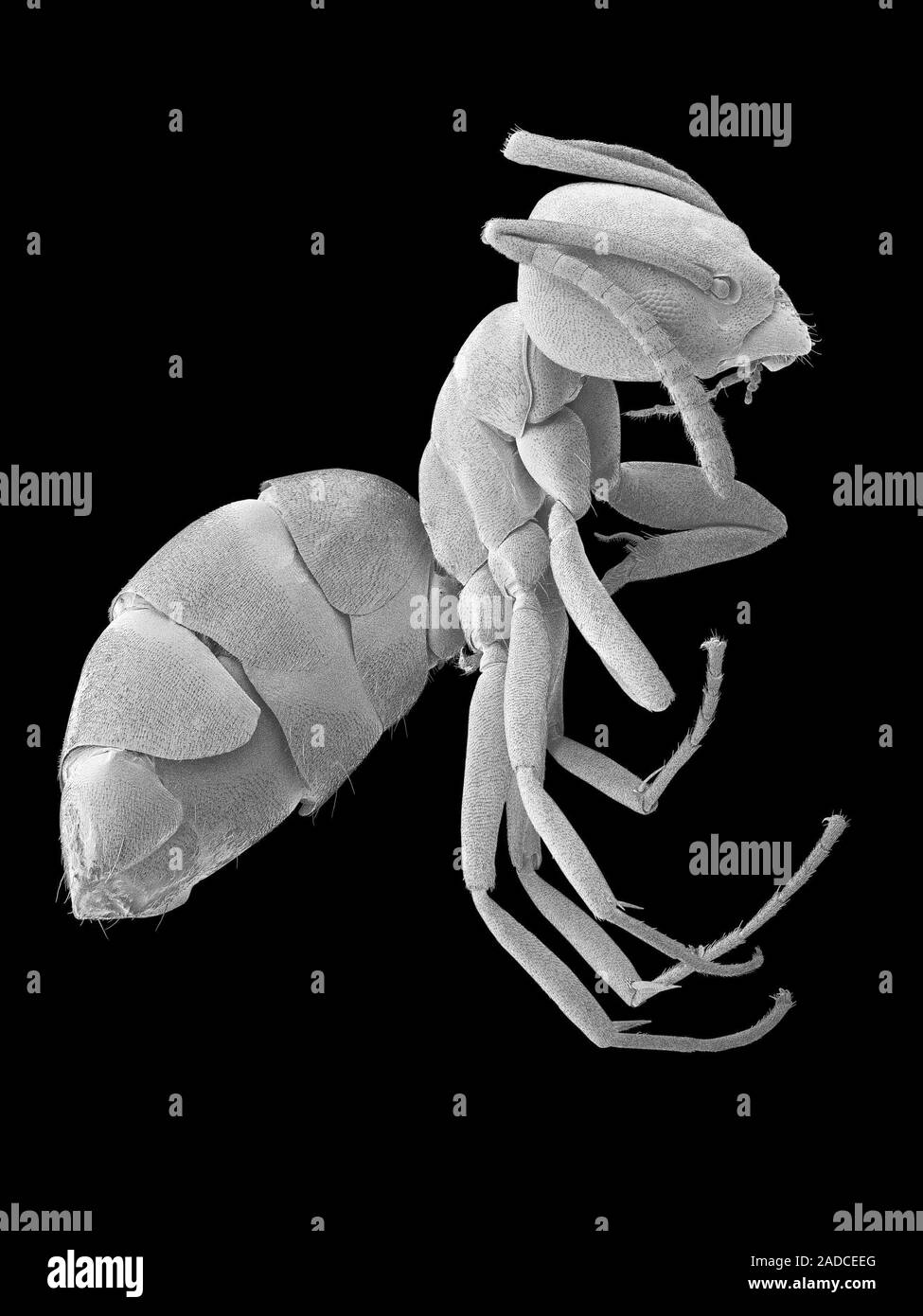 Scanning electron micrograph (SEM) of Odorous house ant (Tapinoma