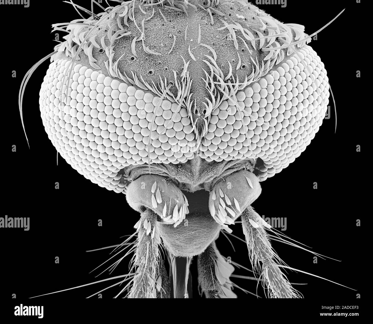 Scanning electron micrograph (SEM) of Northern house mosquito (Culex ...