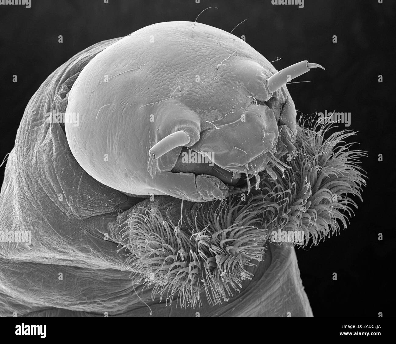 Scanning electron micrograph (SEM) of bloodworm head (Chironomus tetans