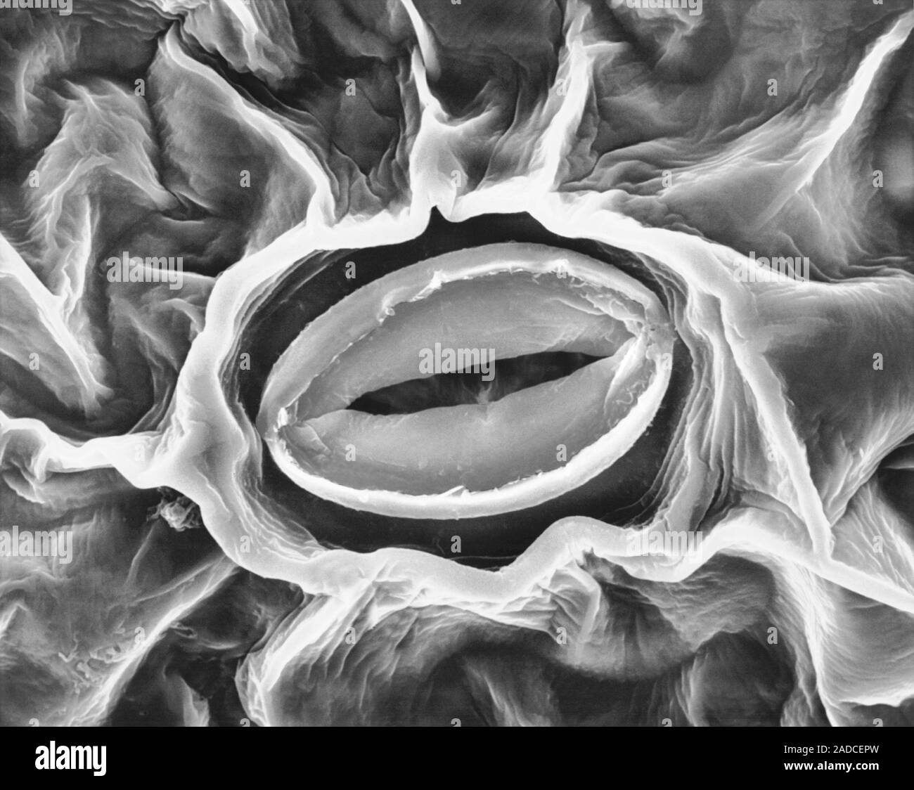 Stomate (stoma) on the underside of a broad bean leaf (Vicia faba, pea
