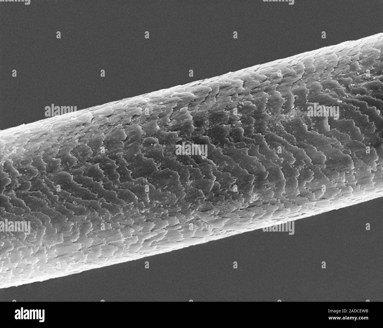 Scanning Electron Micrograph SEM Dog Hair German Shepherd Breed Scanning Electron Micrograph SEM Dog Hair German Shepherd Breed