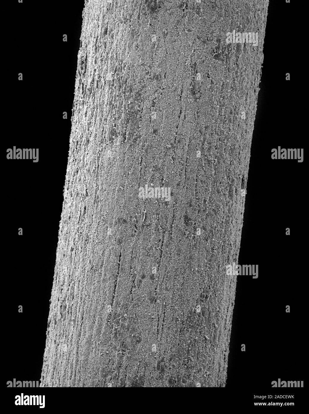 Scanning electron micrograph (SEM) Fossilized hair. woolly mammoth ...