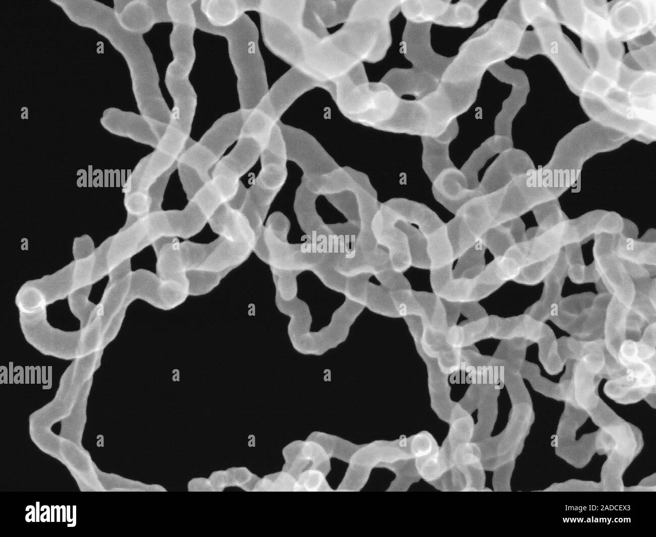 Scanning electron micrograph (SEM) of Carbon nanotubes. Carbon ...