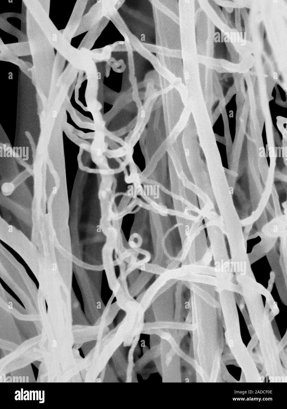 Scanning electron micrograph (SEM) of carbon nanotubes grown on a ...