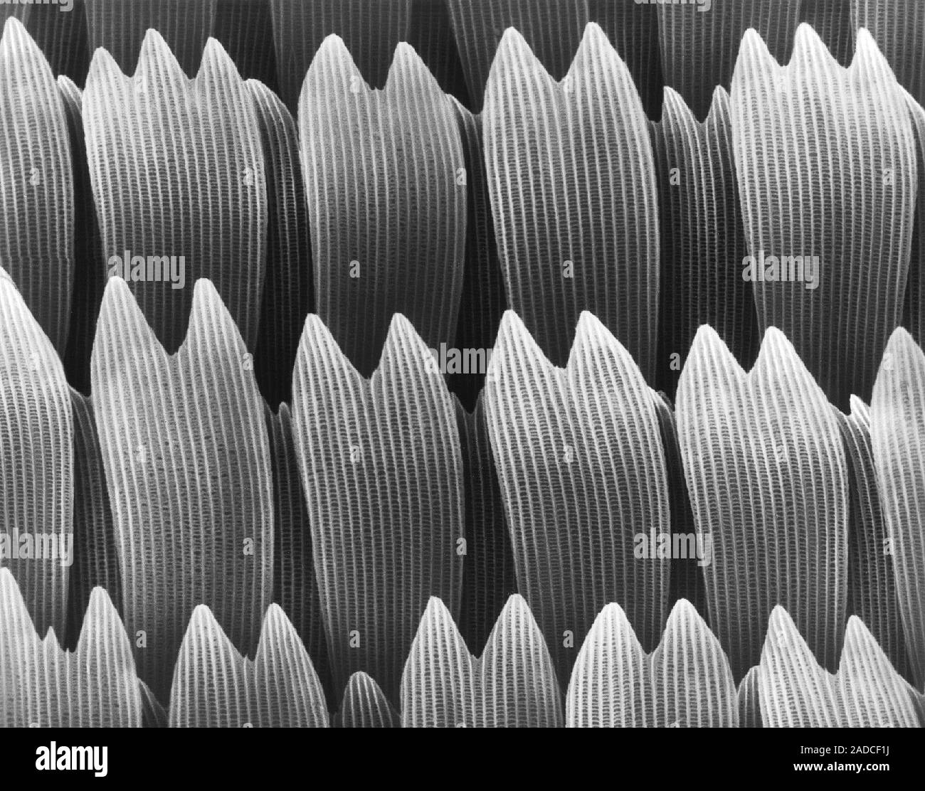 Scanning electron micrograph (SEM) of Swallowtail butterfly wing scales ...