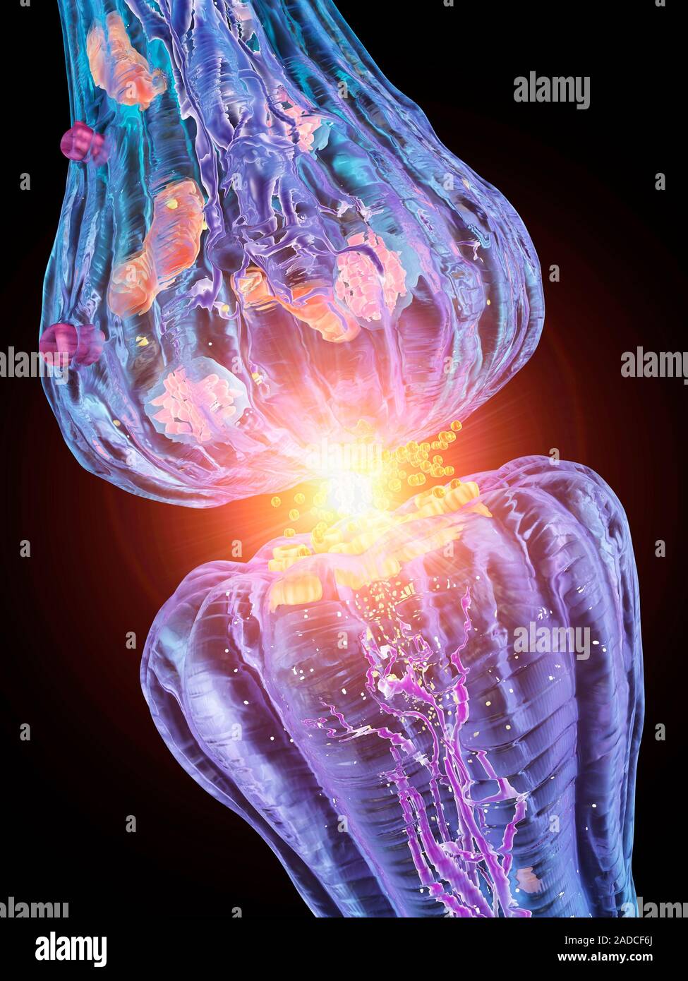 Nerve synapse. Computer artwork of a junction, or synapse, between two ...