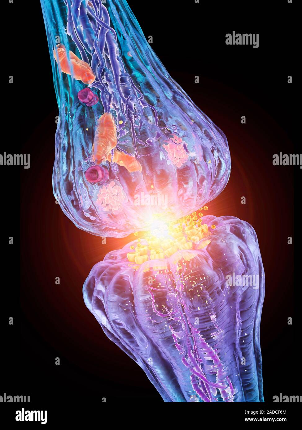 Nerve synapse. Computer artwork of a junction, or synapse, between two ...