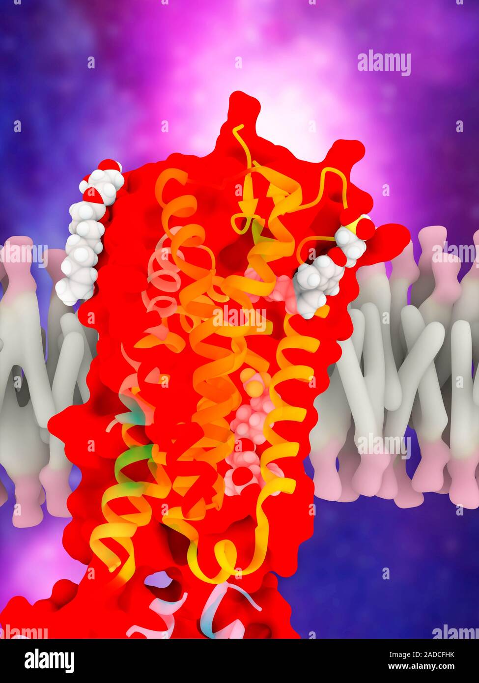 Free fatty acid receptor, molecular model. The receptor is represented